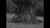 двачер.webm