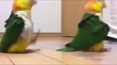 15563109609070.mp4