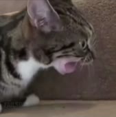 16138613775123.mp4