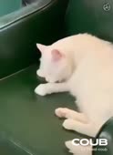 Котик лuжет.mp4