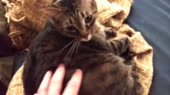 КотоЖмяк.webm