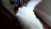КотикУрчит.webm