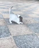Лицехват котовый.mp4