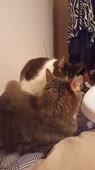 26.mp4