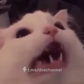 16142681711941.mp4
