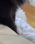 15959134976130.mp4