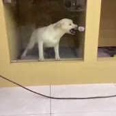 Пёс хохол.mp4