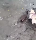 15848106270350.webm