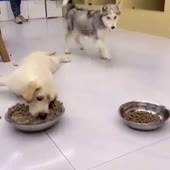 Пёс хохол.mp4