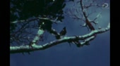.webm