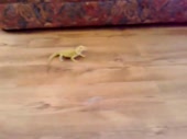 15963776887861.webm