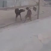 собака дерется.mp4