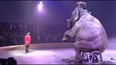 Слон срет в цирке An elephant defecates in a circus.mp4