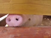 videoplayback (1).mp4