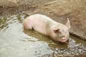 depositphotos112056106-stock-photo-pig-lies-in-a-puddle.jpg