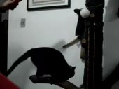 16091821855410.mp4