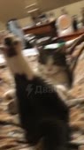 VID20210304041523139.mp4