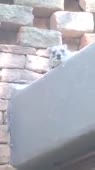 16130544839242.mp4
