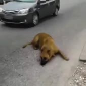 15728715213260.mp4