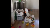 15068511896160.webm