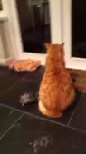 15680369179750.webm