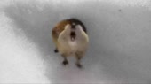 14390606229350.webm