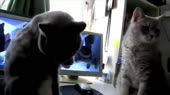 14478333952970.webm
