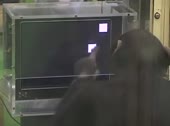 14538813291170.webm
