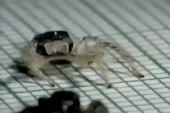 14558403437191.webm