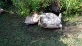 14634428674470.webm