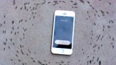 15512292940340.mp4