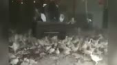 15731594261113.mp4