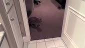 AngryCat.webm