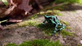 Animals Beauty.webm