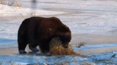 cute bear.webm