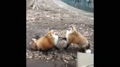 Dat foxies.webm