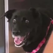 dogpie.mp4