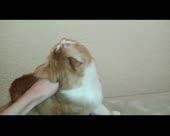 ForVageans.webm