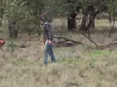 FuckYouCangoroo.webm