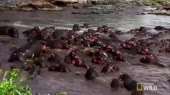 Help dat alligator!.webm