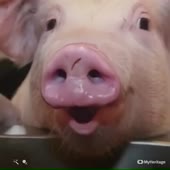 videoplayba1ck.mp4