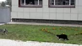 The good, The bad, and The cat.webm