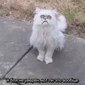 wtfthiscat.mp4