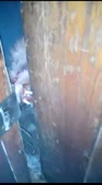 ZombieFox.mp4