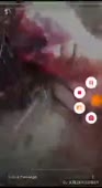 15042180414081.webm
