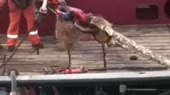 15054073106240.webm