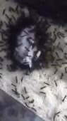 15054191658790.webm