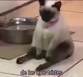 16149301845280.mp4