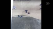 15130867618122.webm