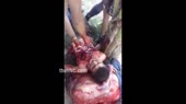 15513863254130.mp4